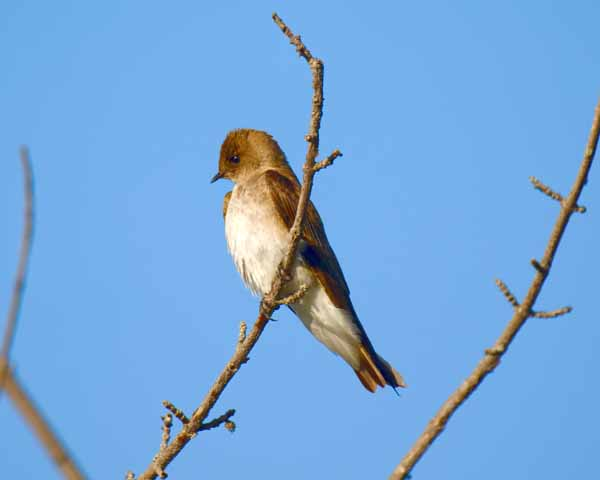 Shaz Bird Watching Tour